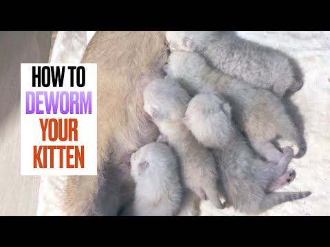 How to Deworm Your Kitten