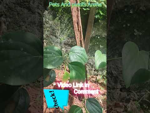 , title : 'Bush pepper planting in gardenbed. #shorts #shortvideo'