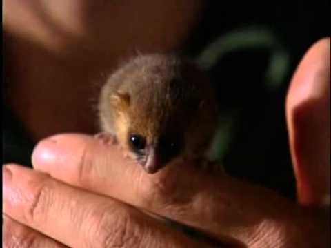 The cutest animal on Earth