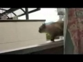 20th Century Fox Flute Makes Anything Funny Cat Jumps From Building
