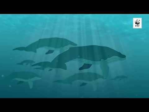 Meriliikenteen melu haittaa valaita