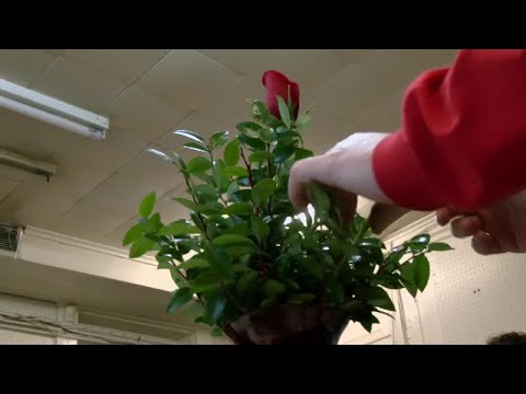 New Albany florist preparing for Valentine's Day after more than a century in business