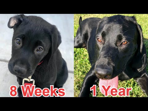 MY PUPPY GROWING UP - 8 Weeks To One Year