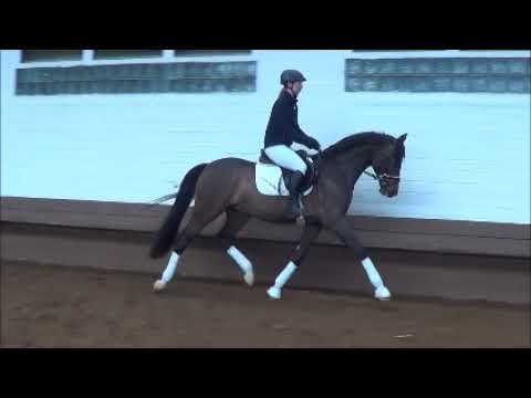 KN 77 - Sir Donnerhall Fidertanz - Reitvideo