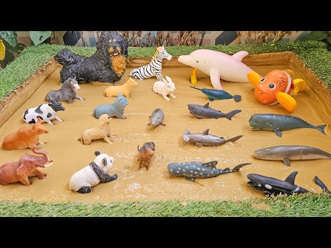 Farmyard Friends vs. Ocean Wonders: The Ultimate Animal Adventure!