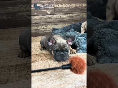 Video 1