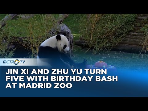 Panda Duo Jin Xi and Zhu Yu Mark Fifth Birthday in Madrid - YouTube