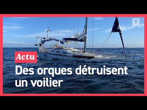 🔴 EXCLUSIF : Leur bateau coule après une attaque d’orques au large du Portugal