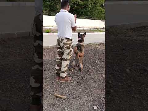 Belgian Malini is Dog