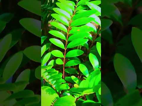 TONGKAT ALI testosterona natural #hombres longjack #benefits usos #nature #plants #video #shorts 🌿