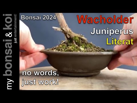 Bonsai 2024-12 - no words, just work! - Wacholder - Juniperus - Literat