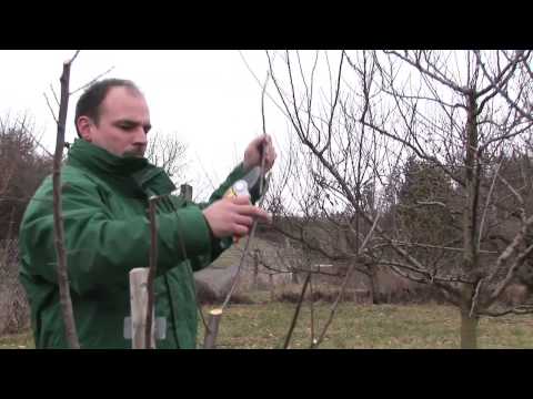 Junge Steinobstbäume schneiden - Erziehungsschnitt