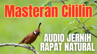 Download lagu Masteran Murai Batu! Masteran CIlilin Jernih Jeda, Isian Masteran Cucak ijo, Masteran Murai Batu mp3