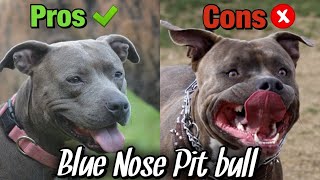 PROS and CONS of owning a Blue Nose Pit bull!