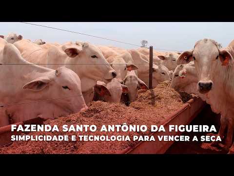 Fazenda Santo Antônio da Figueira: Simplicidade e Tecnologia para Vencer a Seca