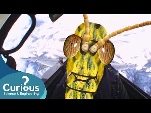 Locusts Are The Ultimate Formation Flyer | ExperiMental | Curious?: Science and Engineering