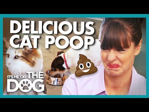 Cat Poop and Trash are This Dog's Favorite Food! | It's Me or The Dog