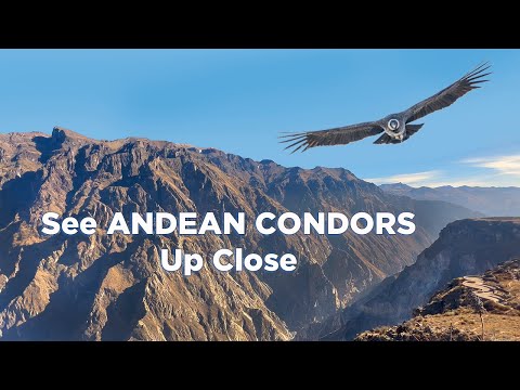 Colca Canyon in Peru: 5 Tips For Spotting Andean Condors