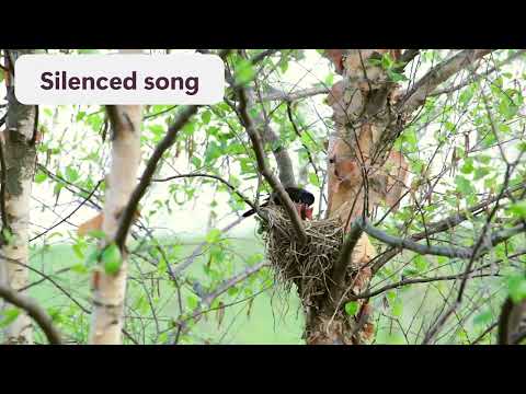 Freedom to Flourish: Why the Cuckoo Won’t Sing & the Peacock Won’t Dance