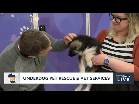 In the 608: Meeting the pups at Underdog Pet Rescue & Vet Services