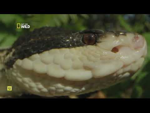 Las serpientes más letales de América - Documental