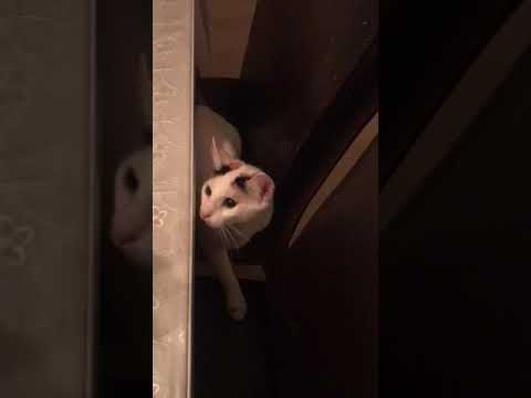 ٦Hooligans akila and cappuccino حزيران ٢٠٢٣