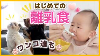 【孫と犬】初めての離乳食w お口に合わなかった様子が可愛すぎた！ワンコ達も離乳食お裾分け