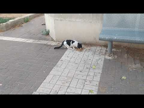 Israel, City: Rishon Lecion, Feeding The Cat