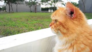 preview picture of video 'Moi kucing dari BSD City'