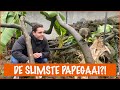 De kea die puzzels oplost!  | DierenpraatTV