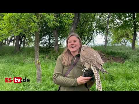 Wie ein Falke zum Haustier wird