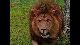ATV Live at 5 - Rutledge The Heaviest Lion in Captivity August 22, 1997 (Nova Scotia)