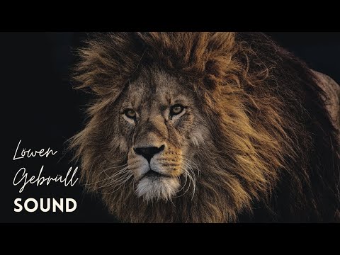 Löwengebrüll Sound