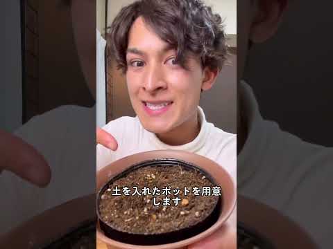 なぜ芳香植物や薬用植物を庭で育てるのでしょうか?  庭園