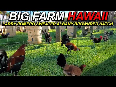 Larry Romero Sweater Albany Brownred Hatch Dan Gray Roundhead JORGE FARM Beautiful Birds Farm Visit