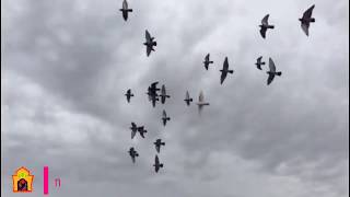 vols de pigeons tournoyants