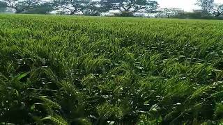 wheat crop  #viral #utkrisht #filmorago