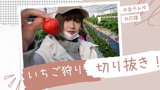 いちご狩り「切り抜き」