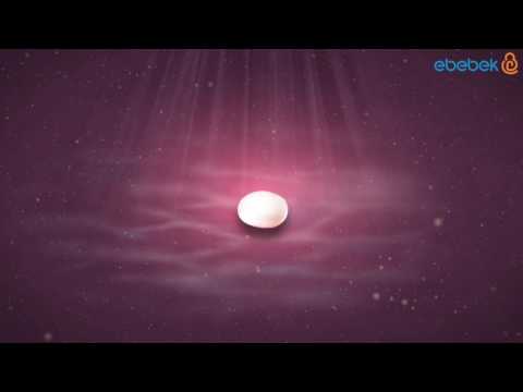 Hafta Hafta Gebelik - 1. -  4. Hafta