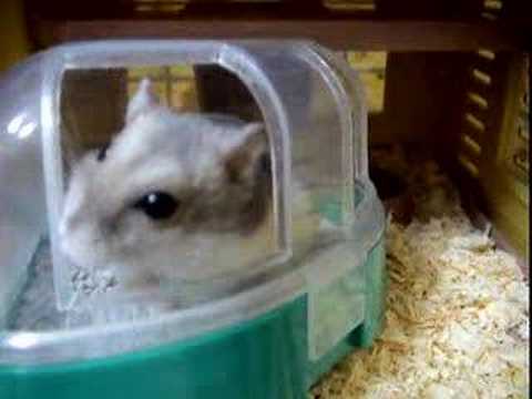 hamusuta　mouse cyu-noshin