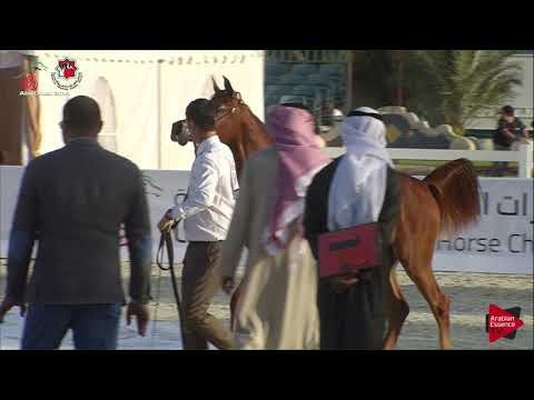 N 54 ROUWAYA AL ZOBAIR   UAE Nationals 2019