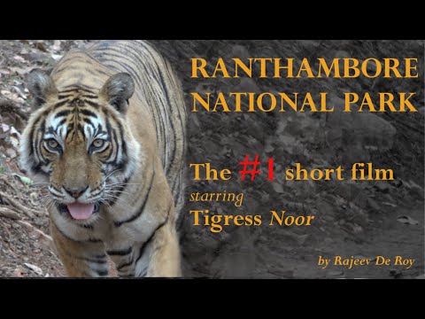 Ranthambore National Park with Tigress Noor (Tiger T-39) in 4K