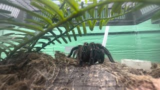 Tarantulas taking over Central Texas