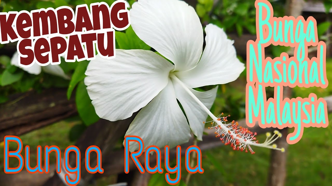 bunga kembang sepatu