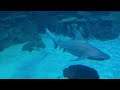 ANIMAL KINGDOM AT SHARK REEF AQUARIUM MANDALAY BAY LAS VEGAS 09182021