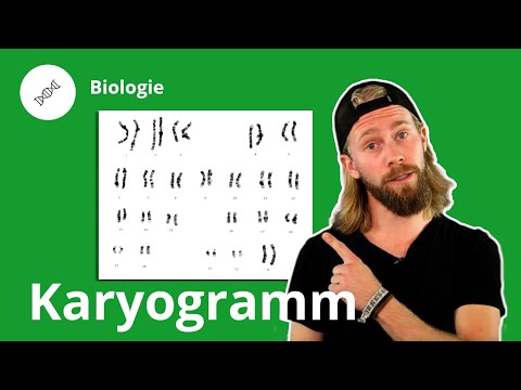 Karyogramm: Was ist das und wozu braucht man es? – Biologie | Duden Learnattack