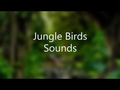 Jungle Bird Sounds Rainforest Birds Chirping, Meditation, Tinnitus Relief