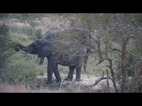Djuma: Two Elephant bulls up by the lodge - 17:43 - 08/25/2023
