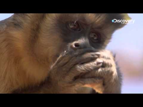 download lagu mp3 mp4 Brown Capuchin Monkey, download mp3 Brown Capuchin Monkey free download, download mp3 Brown Capuchin Monkey