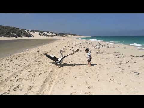 Mateen's Story : catching pelican in perth